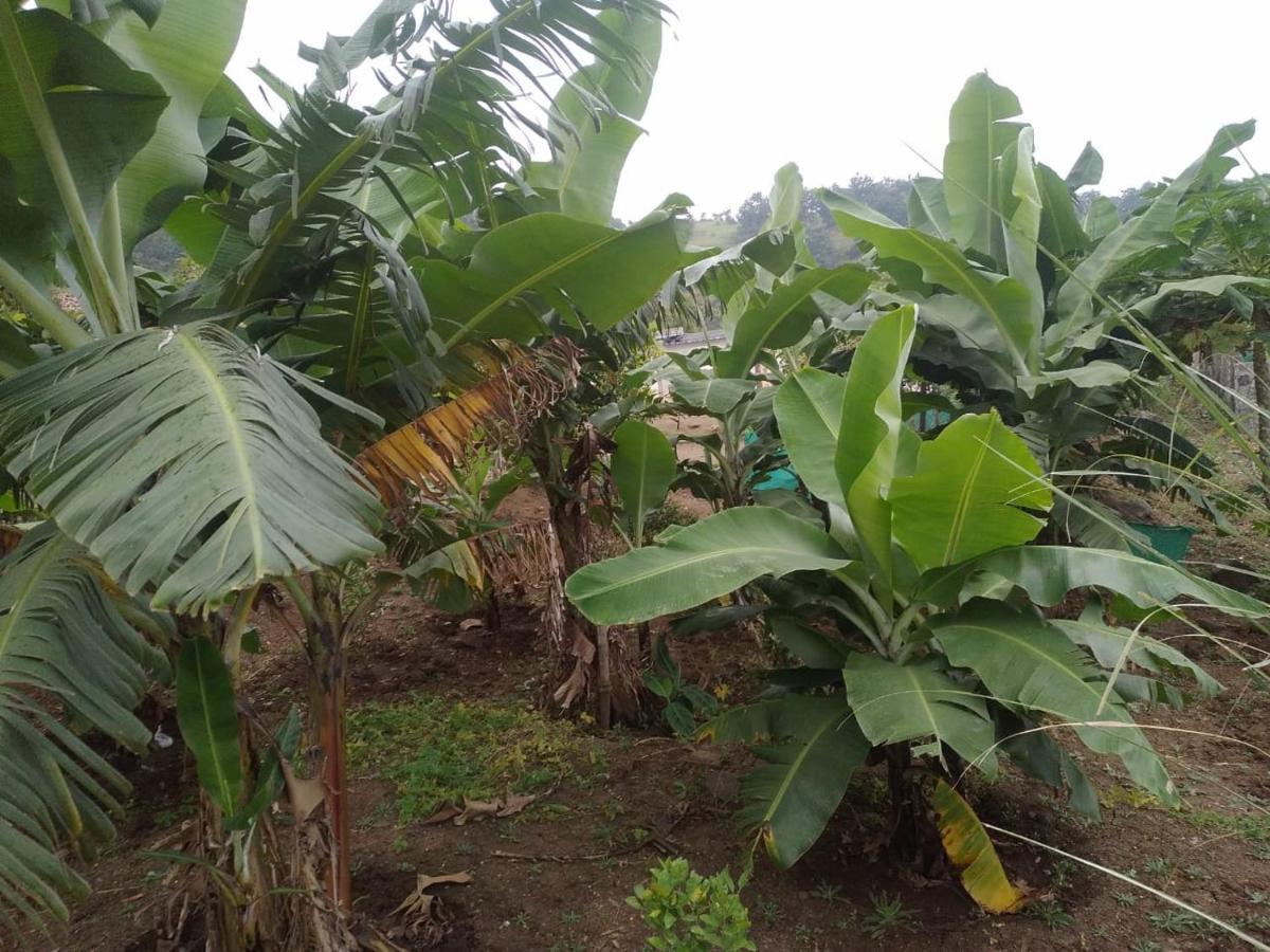 Jandyal Farm House 말셰즈 가트 외부 사진